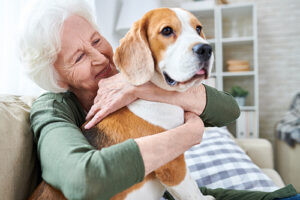 Cheerful retired senior woman smiling while embracing her Beagle dog and enjoying time with her pet.